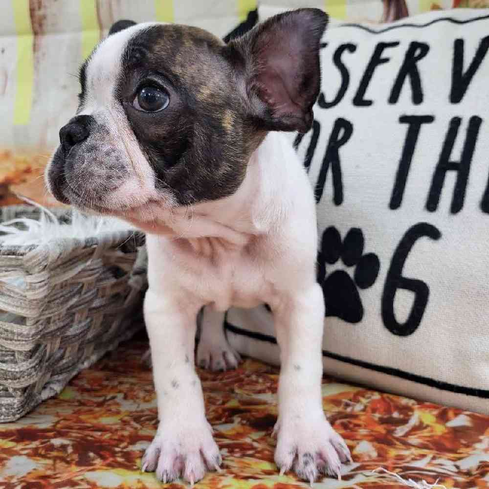 Male French Bulldog Puppy for Sale in Monroeville, PA