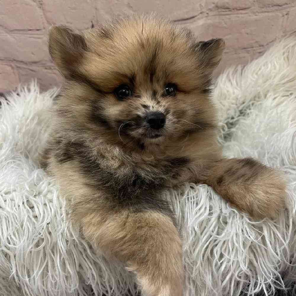 Male Pomsky 2nd gen. Puppy for Sale in Pittsburgh, PA