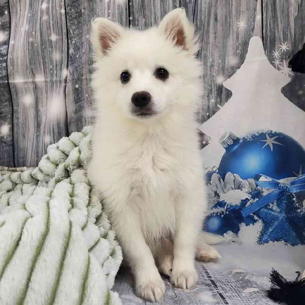 Female American Eskimo Puppy for Sale in Monroeville, PA