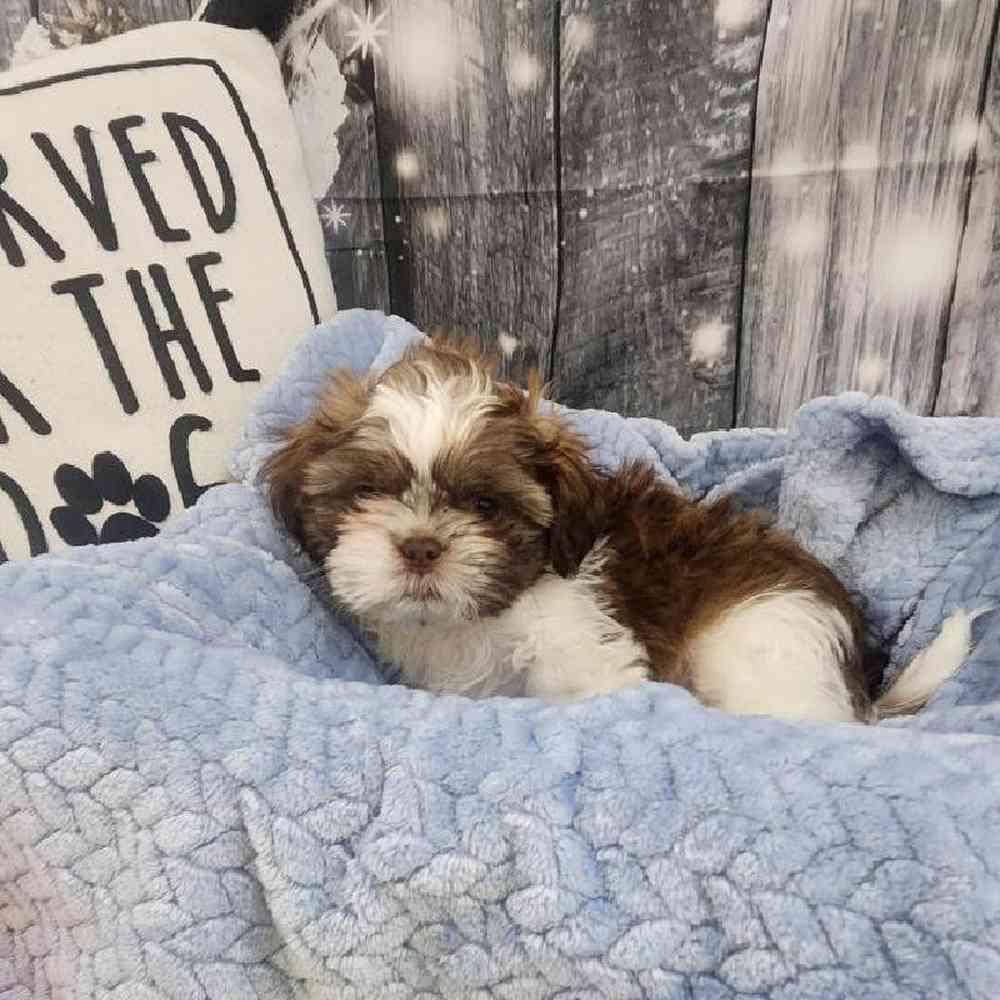 Male Shih Tzu Puppy for Sale in Monroeville, PA