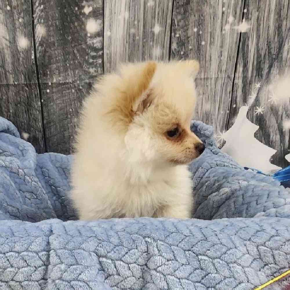 Male Pomeranian Puppy for Sale in Monroeville, PA