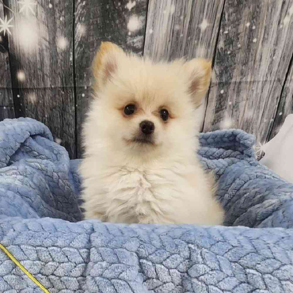 Male Pomeranian Puppy for Sale in Monroeville, PA