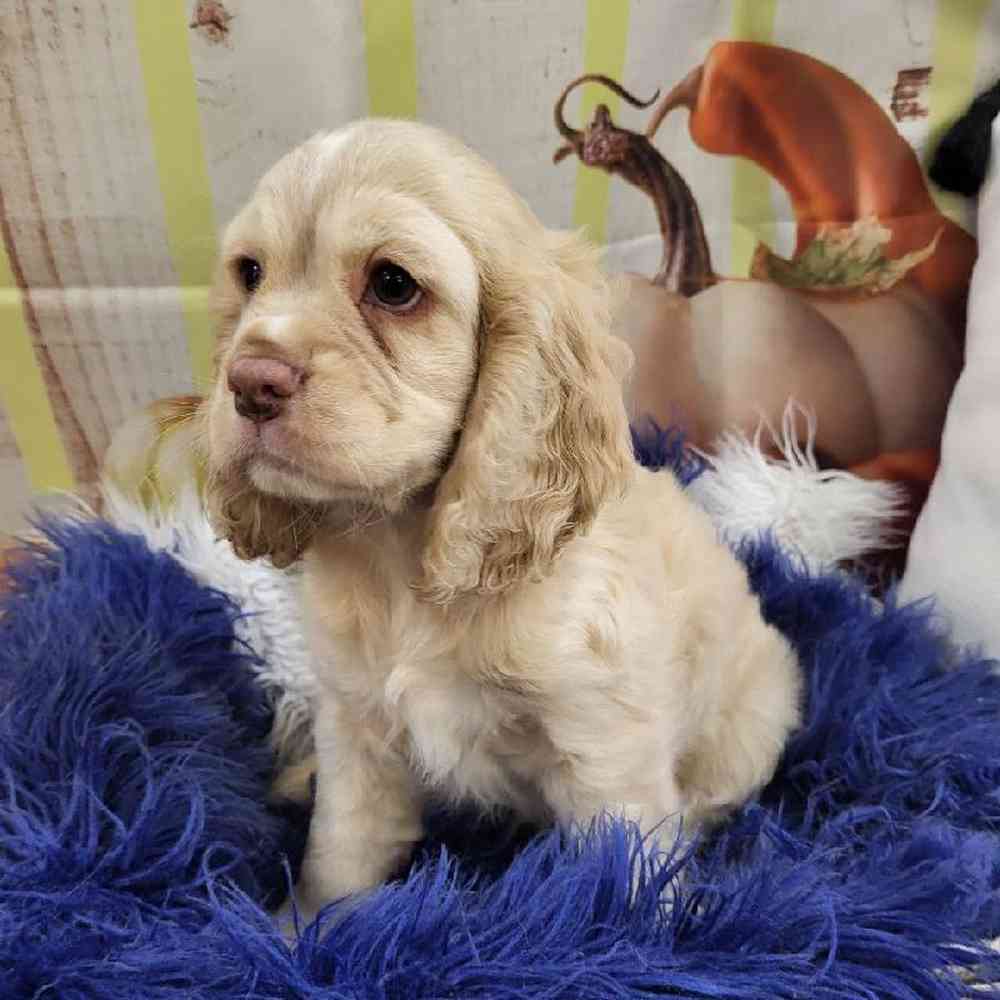 Male Cocker Spaniel Puppy for Sale in Monroeville, PA