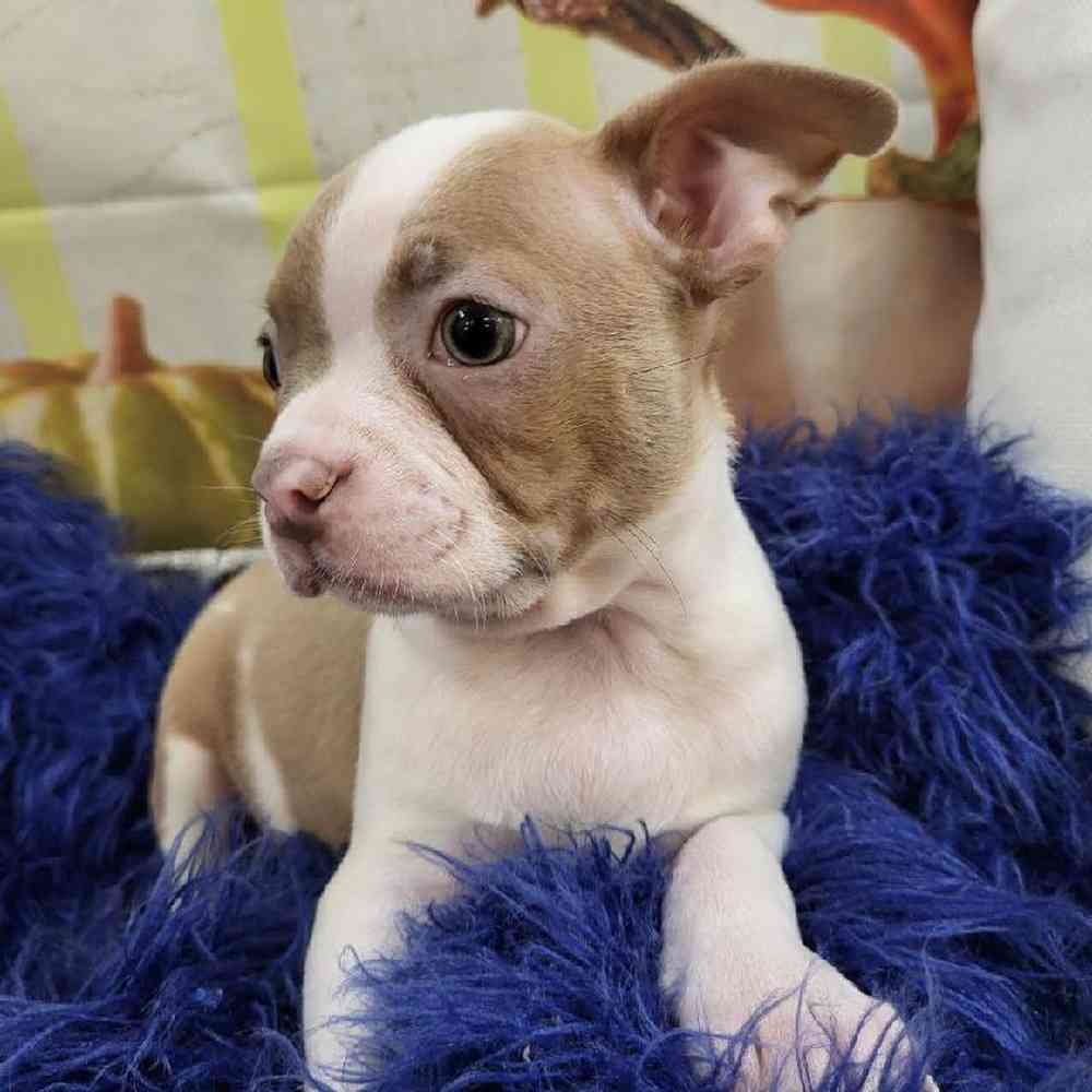 Male Boston Terrier Puppy for Sale in Monroeville, PA