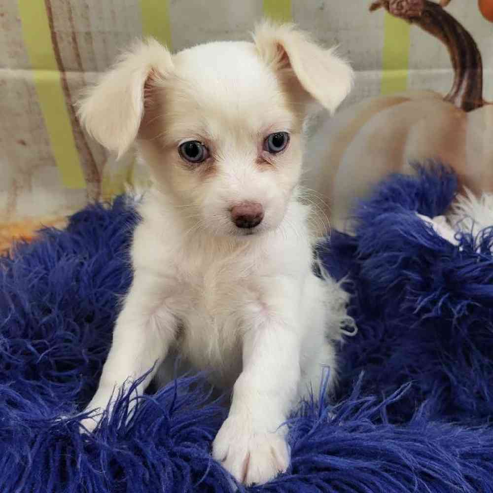 Male Chihuahua Puppy for Sale in Monroeville, PA