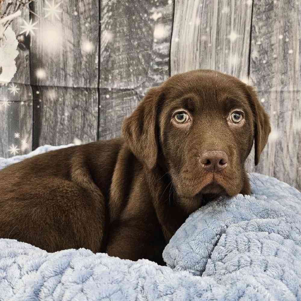 Male Labrador Retriever Puppy for Sale in Monroeville, PA