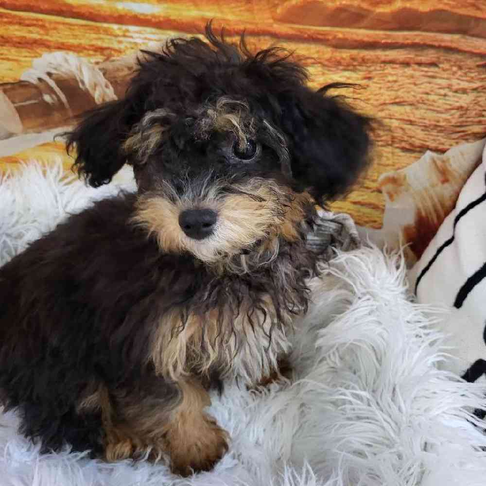 Female Yochon Puppy for Sale in Monroeville, PA