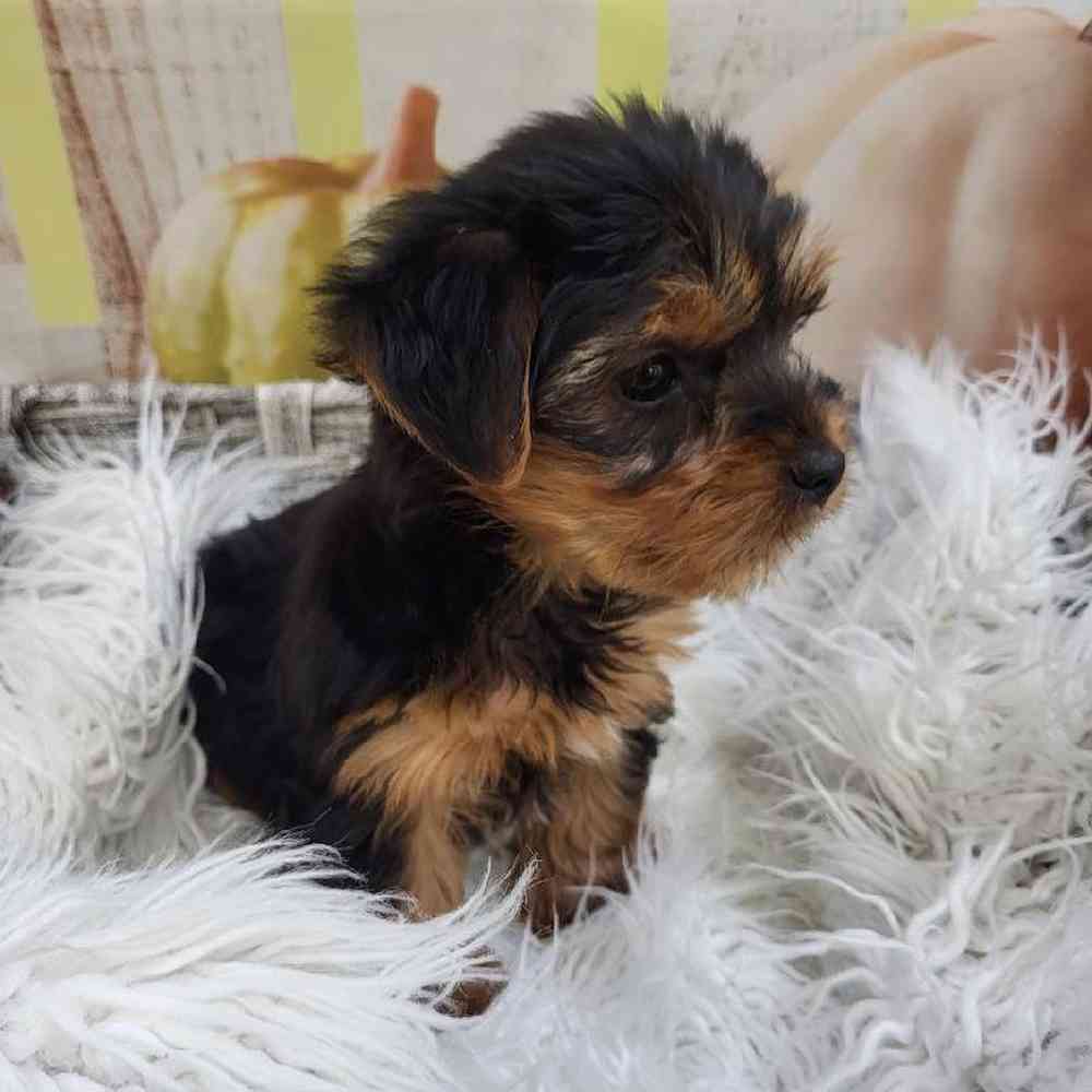 Male Yorkie Puppy for Sale in Monroeville, PA