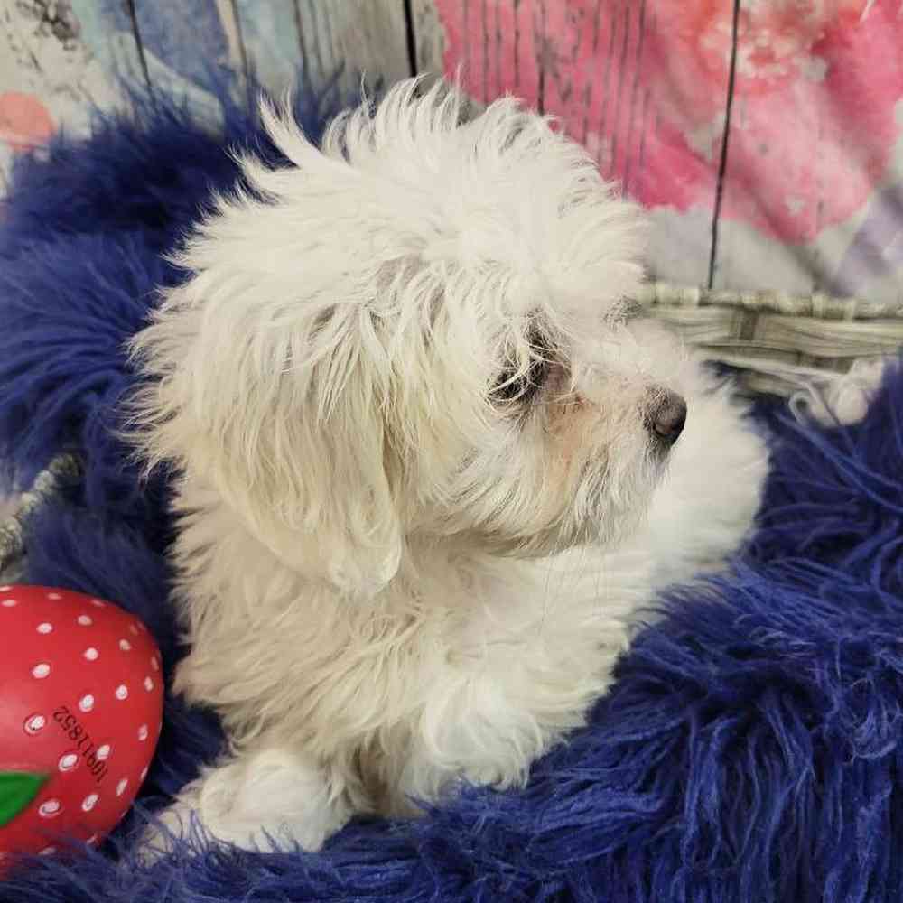 Female Coton De Tulear Puppy for Sale in Monroeville, PA