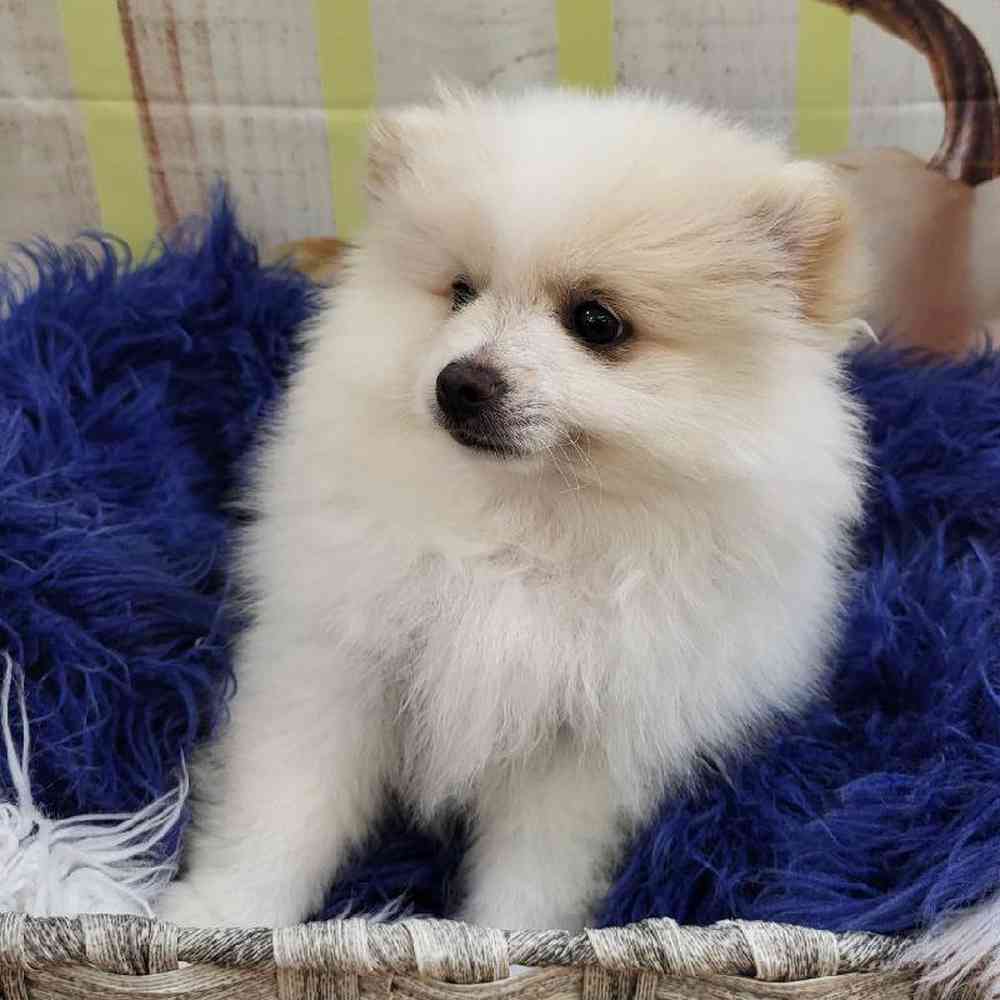 Male Pomeranian Puppy for Sale in Monroeville, PA