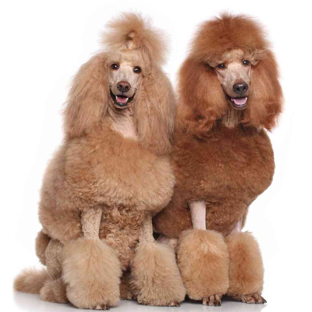 Standard Poodle image