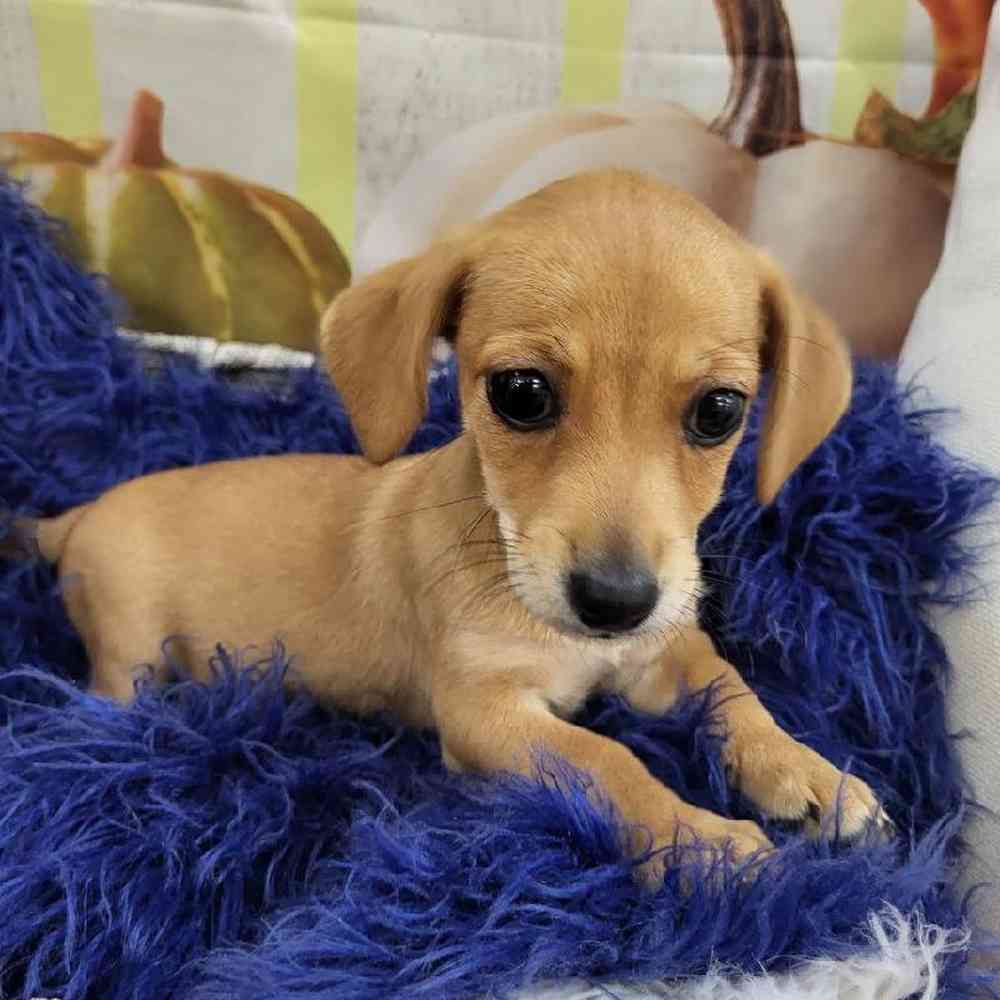 Female Chiweenie Puppy for Sale in Monroeville, PA