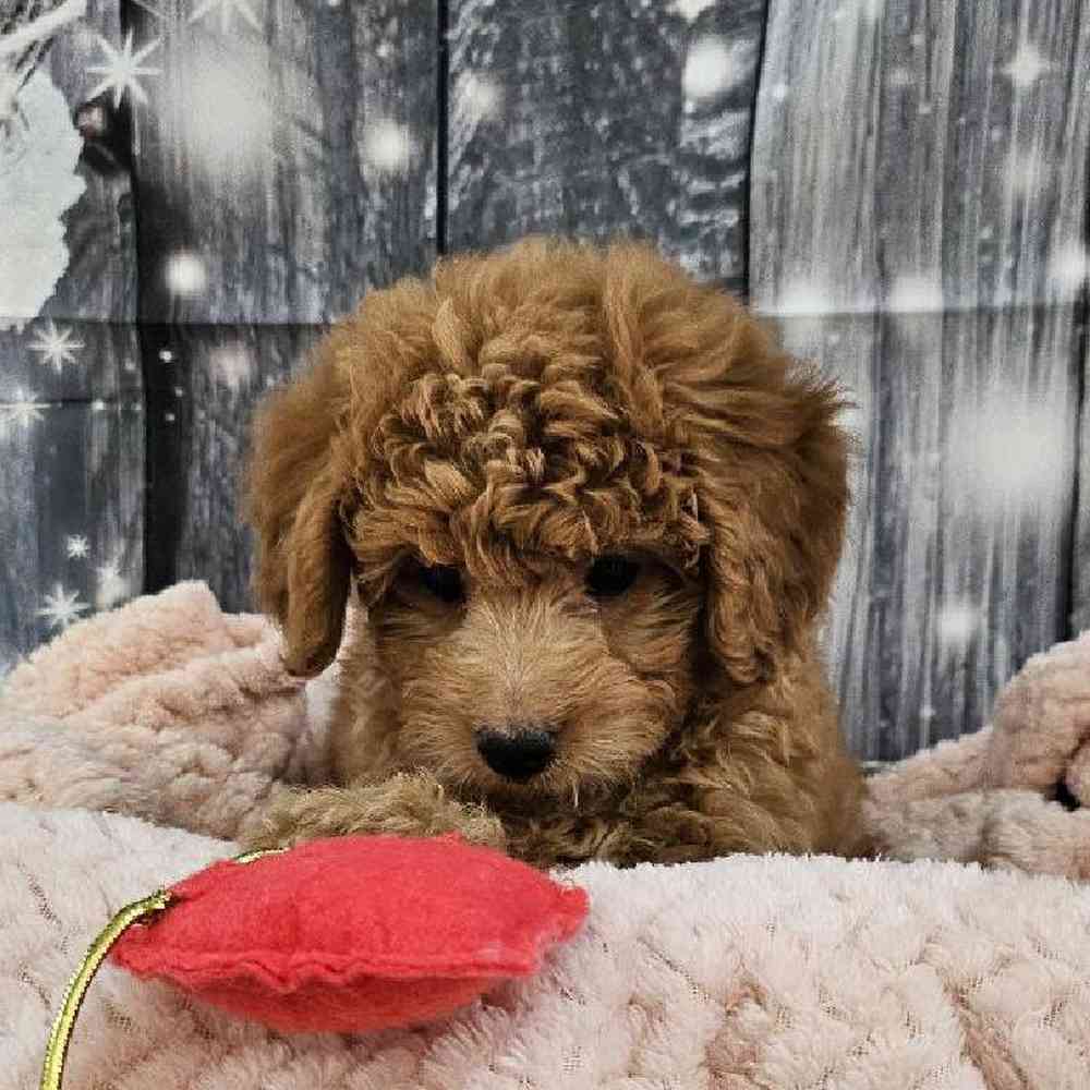 Female Mini Goldendoodle 2nd Gen. Puppy for Sale in Monroeville, PA