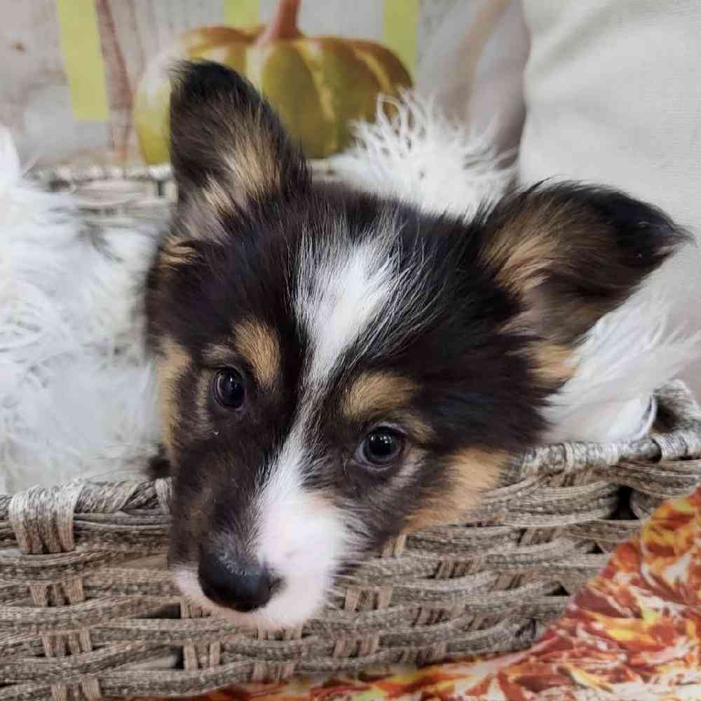 Male Pembroke Welsh Corgi Puppy for Sale in Monroeville, PA