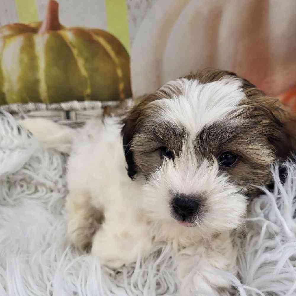 Male Shipoo Puppy for Sale in Monroeville, PA