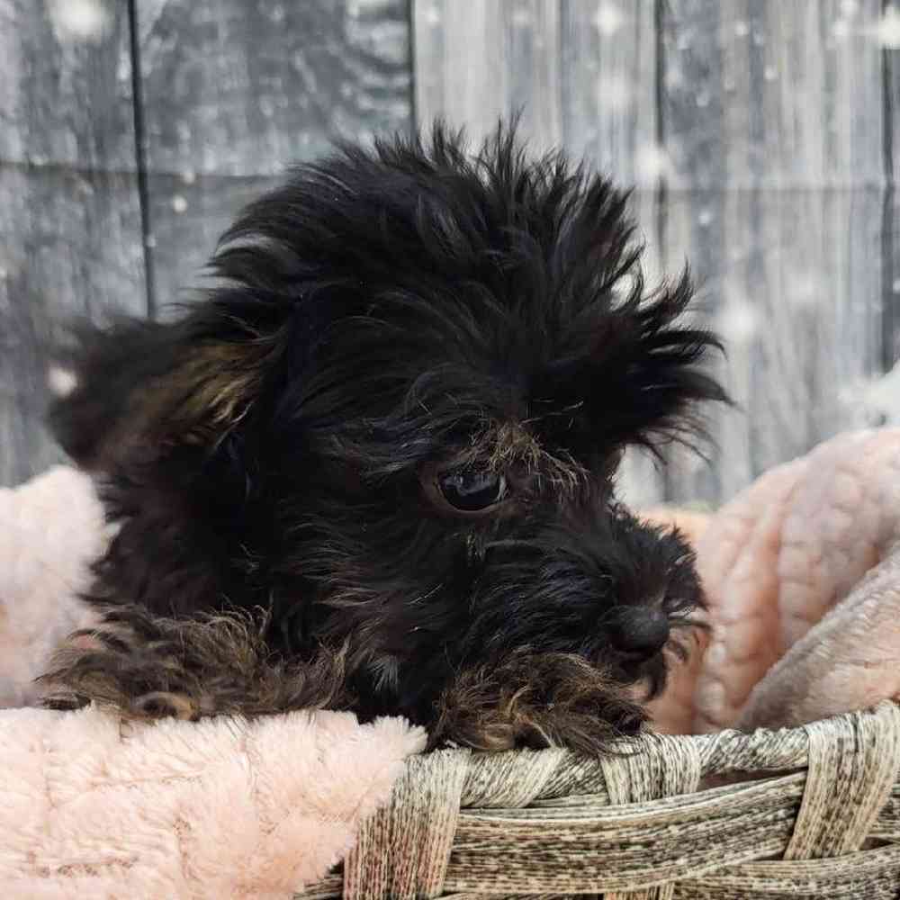 Female Morkie Puppy for Sale in Monroeville, PA