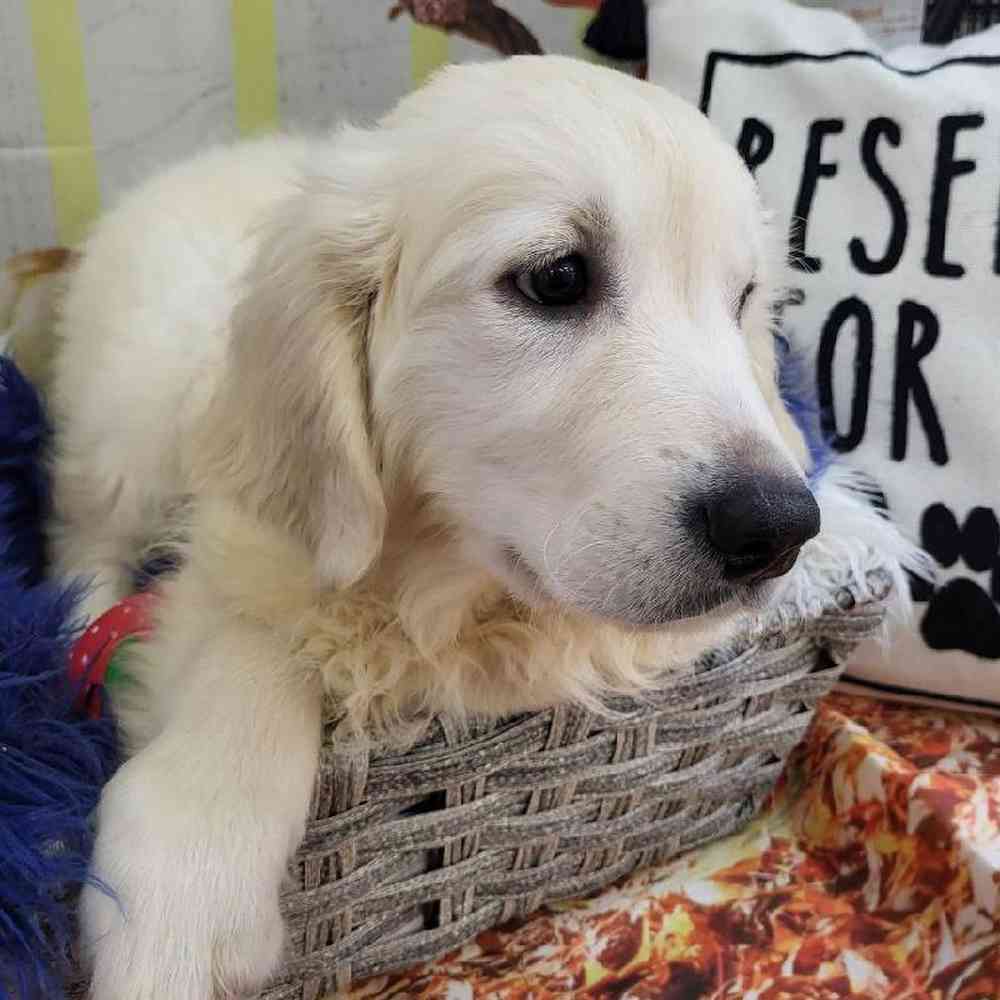 Female Golden Retriever Puppy for Sale in Monroeville, PA