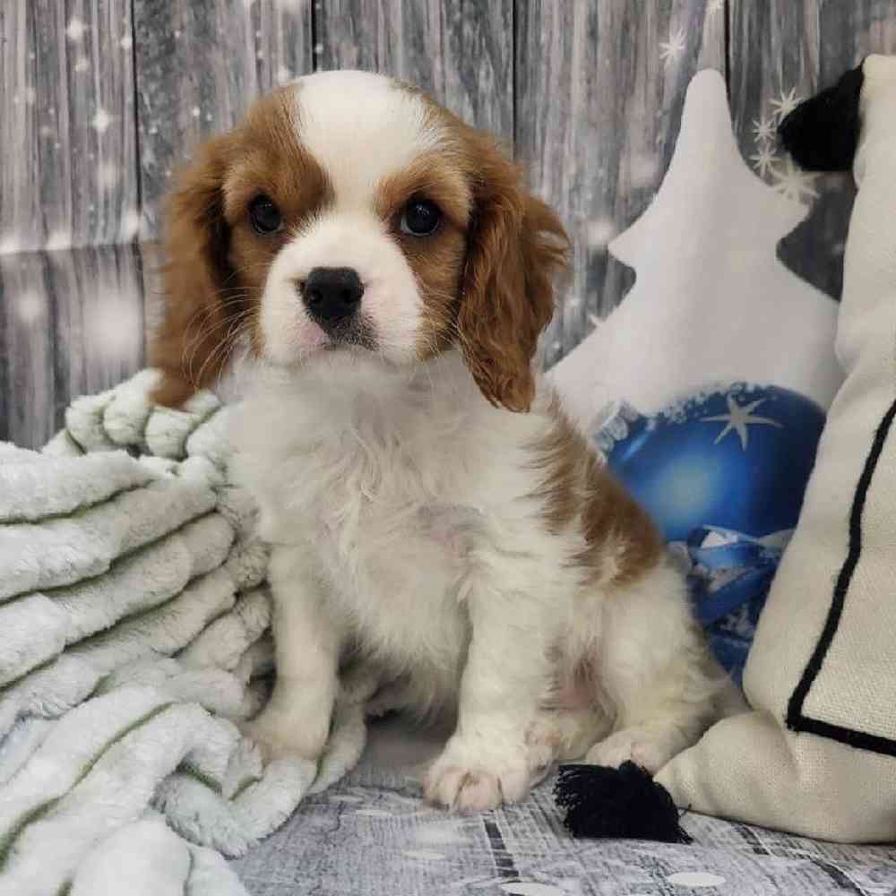 Male Cavalier King Charles Spaniel Puppy for Sale in Monroeville, PA