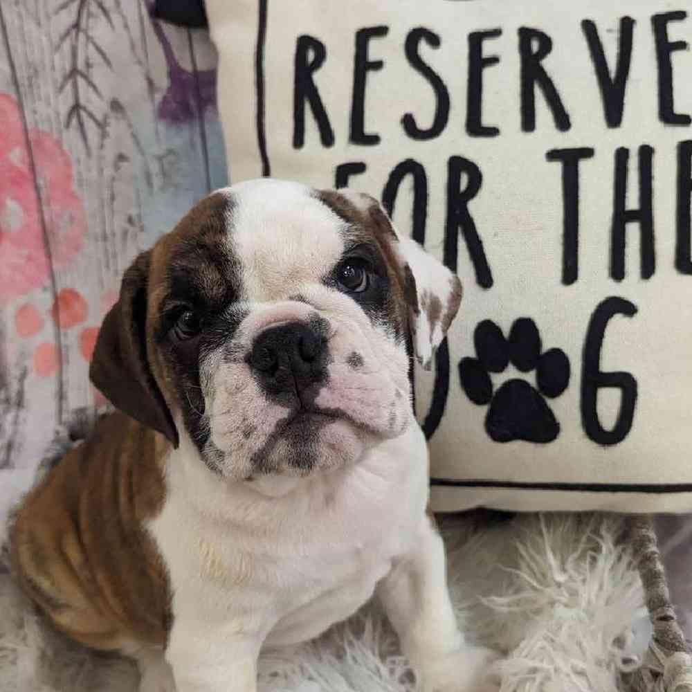 Male English Bulldog Puppy for Sale in Monroeville, PA