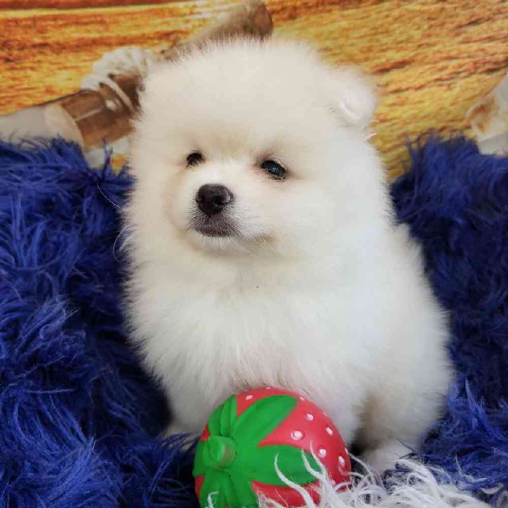 Male Pomeranian Puppy for Sale in Monroeville, PA