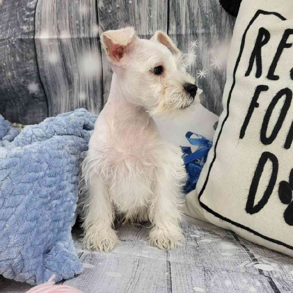 Male Mini Schnauzer Puppy for Sale in Monroeville, PA