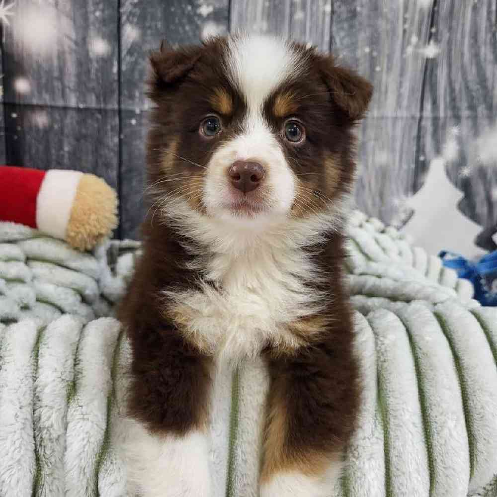 Male Toy Australian Shepherd Puppy for Sale in Monroeville, PA