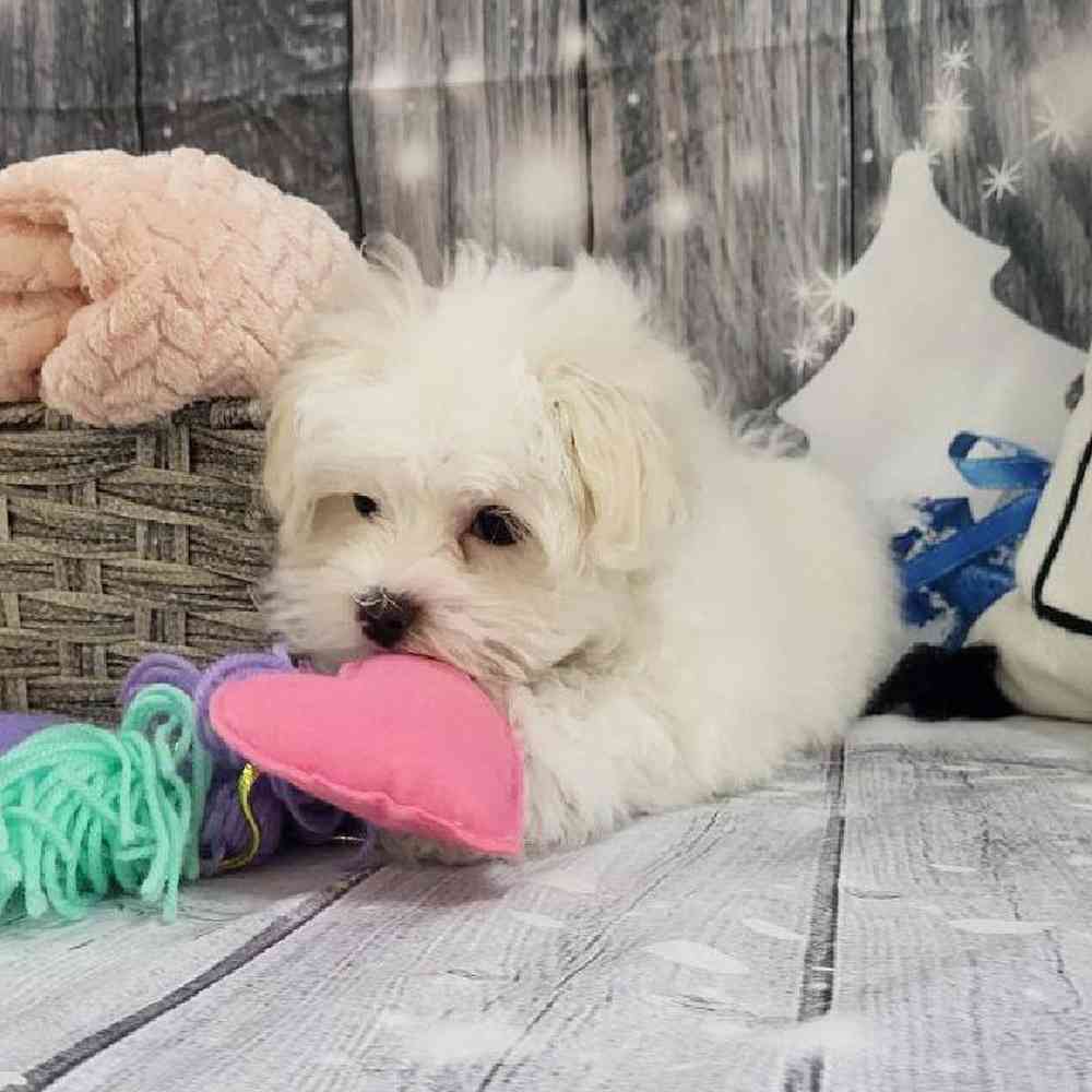 Female Maltese Puppy for Sale in Monroeville, PA