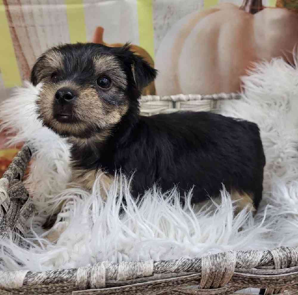 Female Yorkie Puppy for Sale in Monroeville, PA