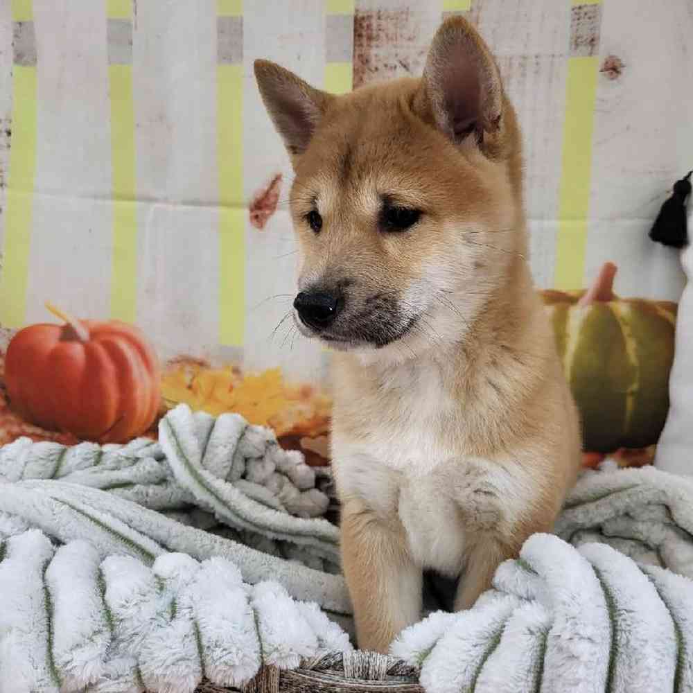 Female Shiba Inu Puppy for Sale in Monroeville, PA