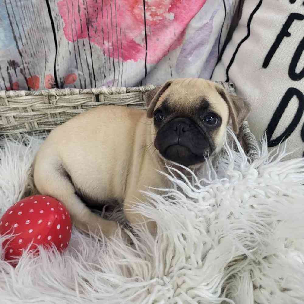 Male Pug Puppy for Sale in Monroeville, PA