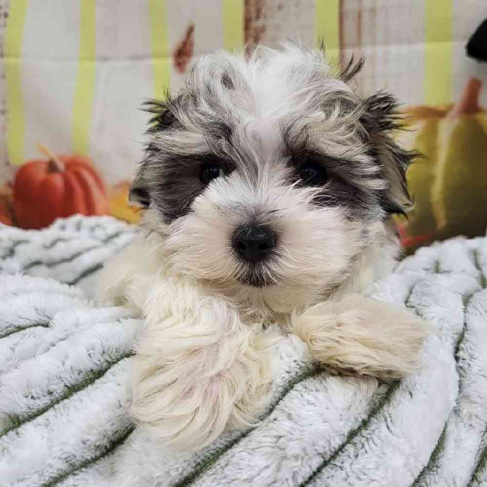 Male Morkie Puppy for Sale in Monroeville, PA