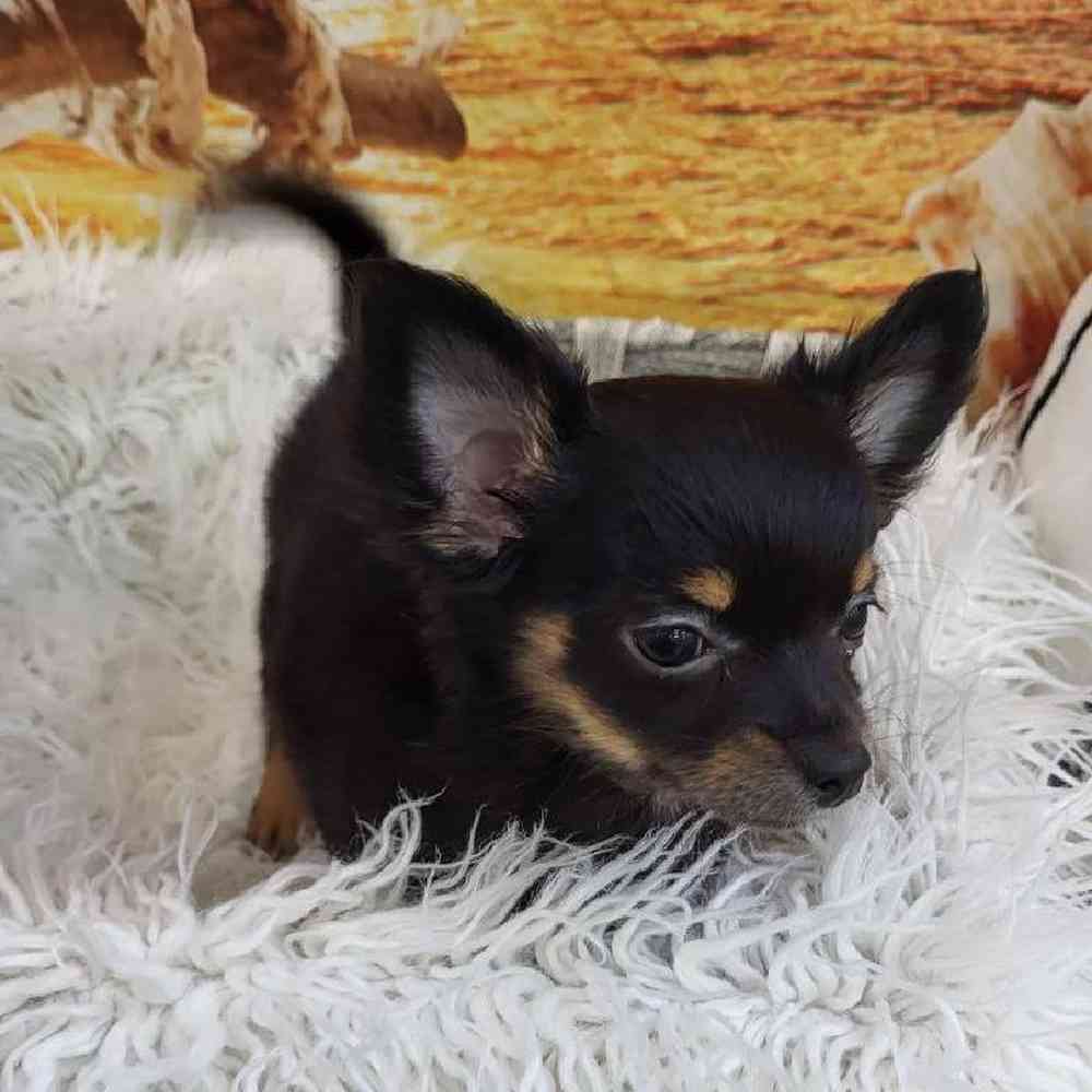 Female Chihuahua Puppy for Sale in Monroeville, PA