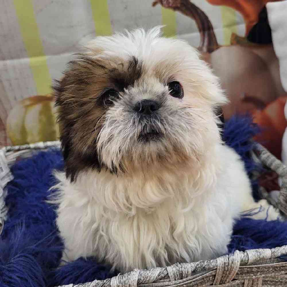 Female Shih Tzu Puppy for Sale in Monroeville, PA