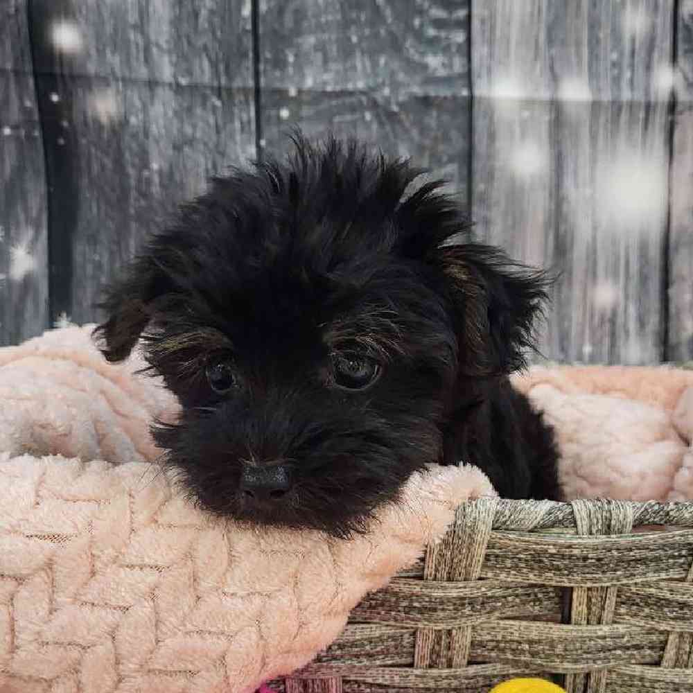 Female Morkie Puppy for Sale in Monroeville, PA