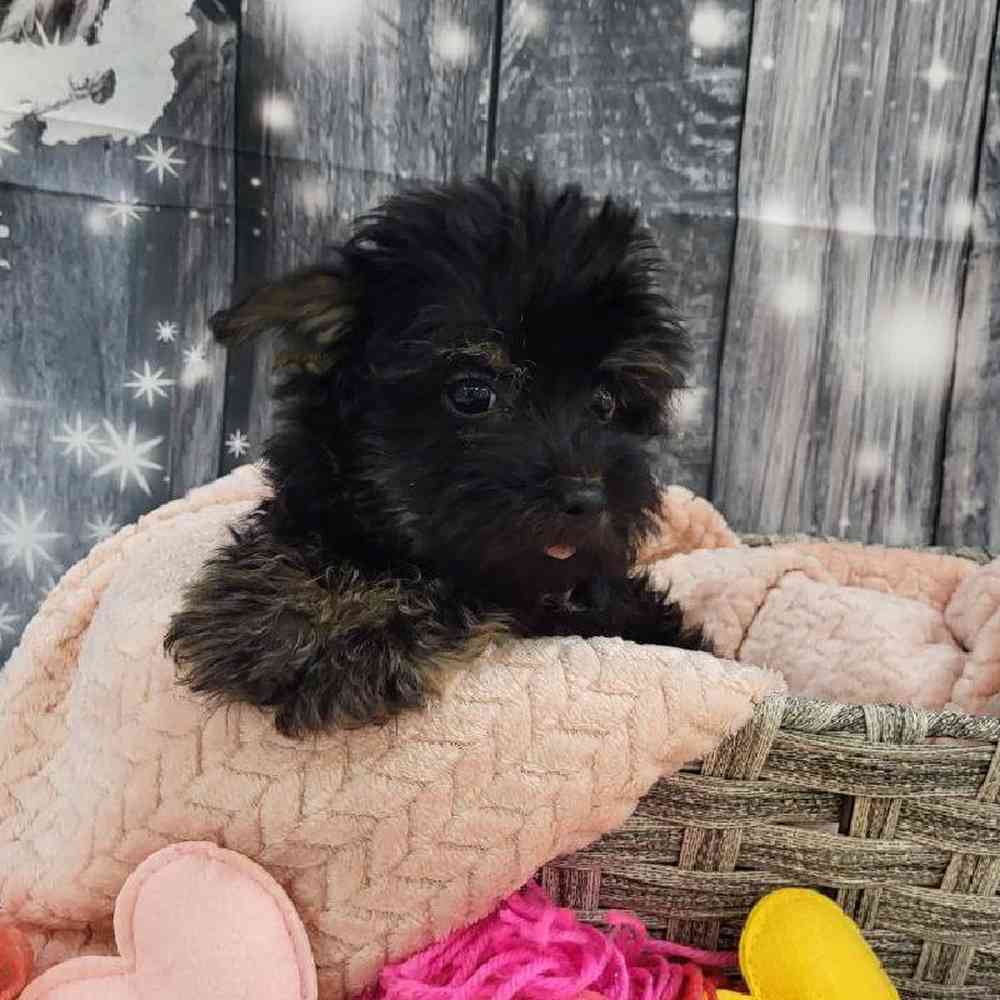 Female Morkie Puppy for Sale in Monroeville, PA