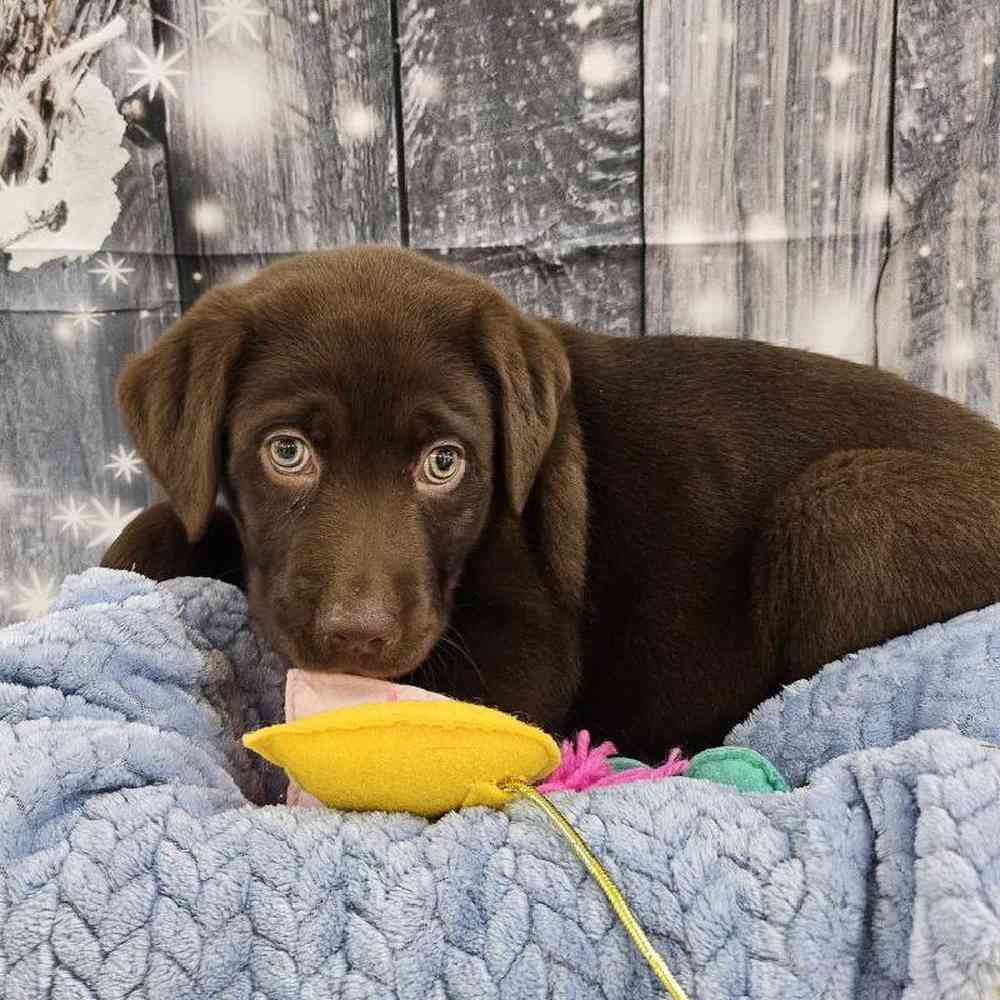 Male Labrador Retriever Puppy for Sale in Monroeville, PA