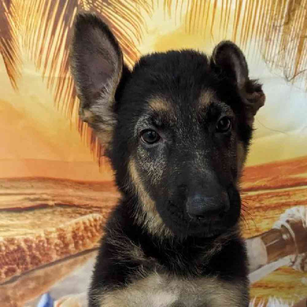 Male German Shepherd Puppy for Sale in Monroeville, PA