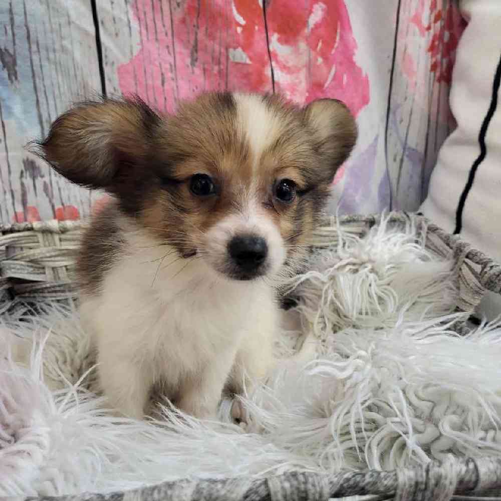 Male Papillon Puppy for Sale in Monroeville, PA