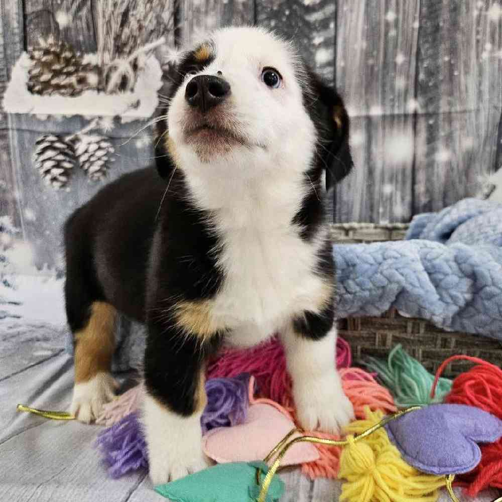 Male Auggie Puppy for Sale in Monroeville, PA