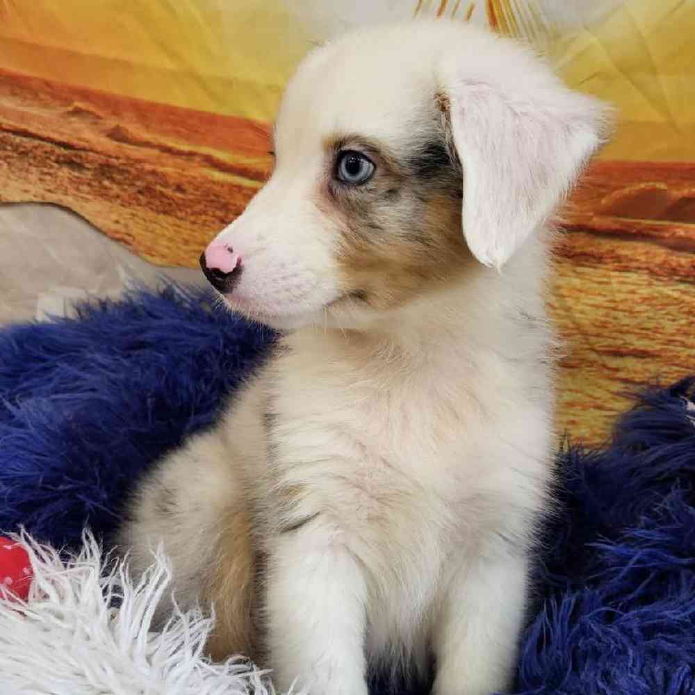 Male Australian Shepherd Puppy for Sale in Monroeville, PA