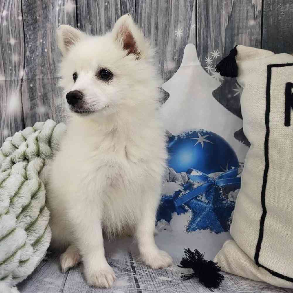 Female American Eskimo Puppy for Sale in Monroeville, PA