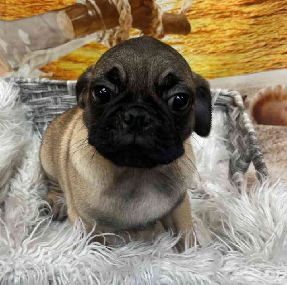 Male Pug Puppy for Sale in Monroeville, PA