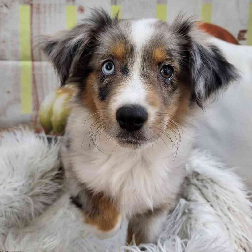 Miniature Australian Shepherd image