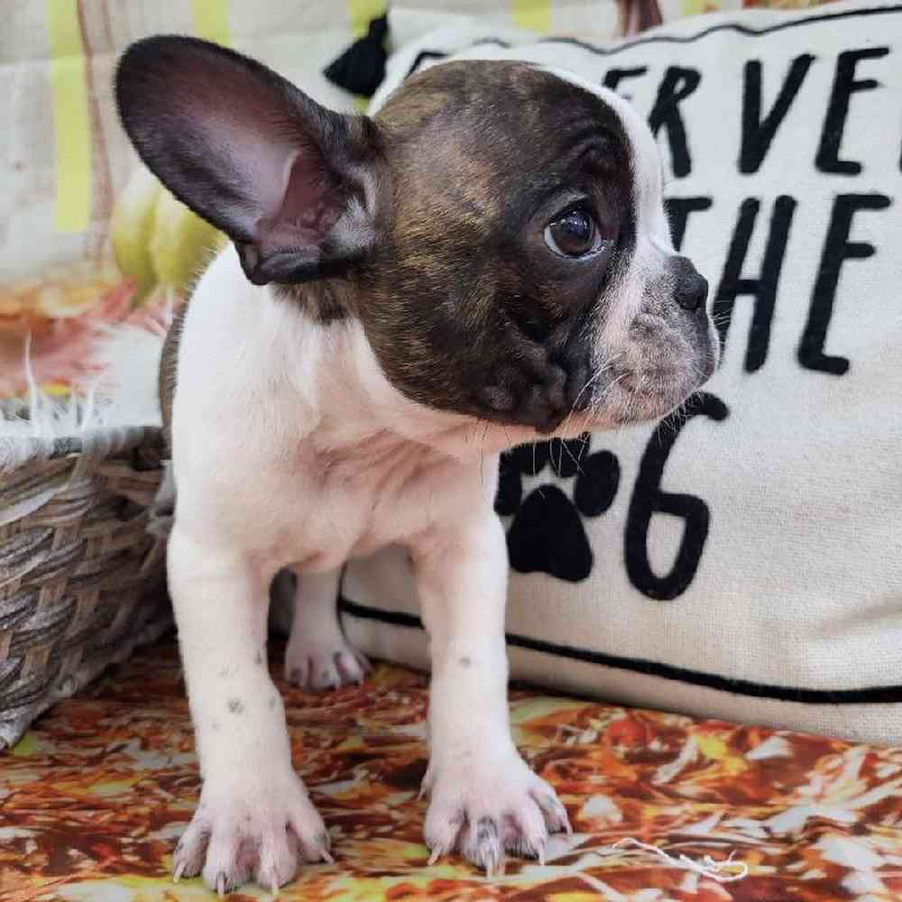 Male French Bulldog Puppy for Sale in Monroeville, PA