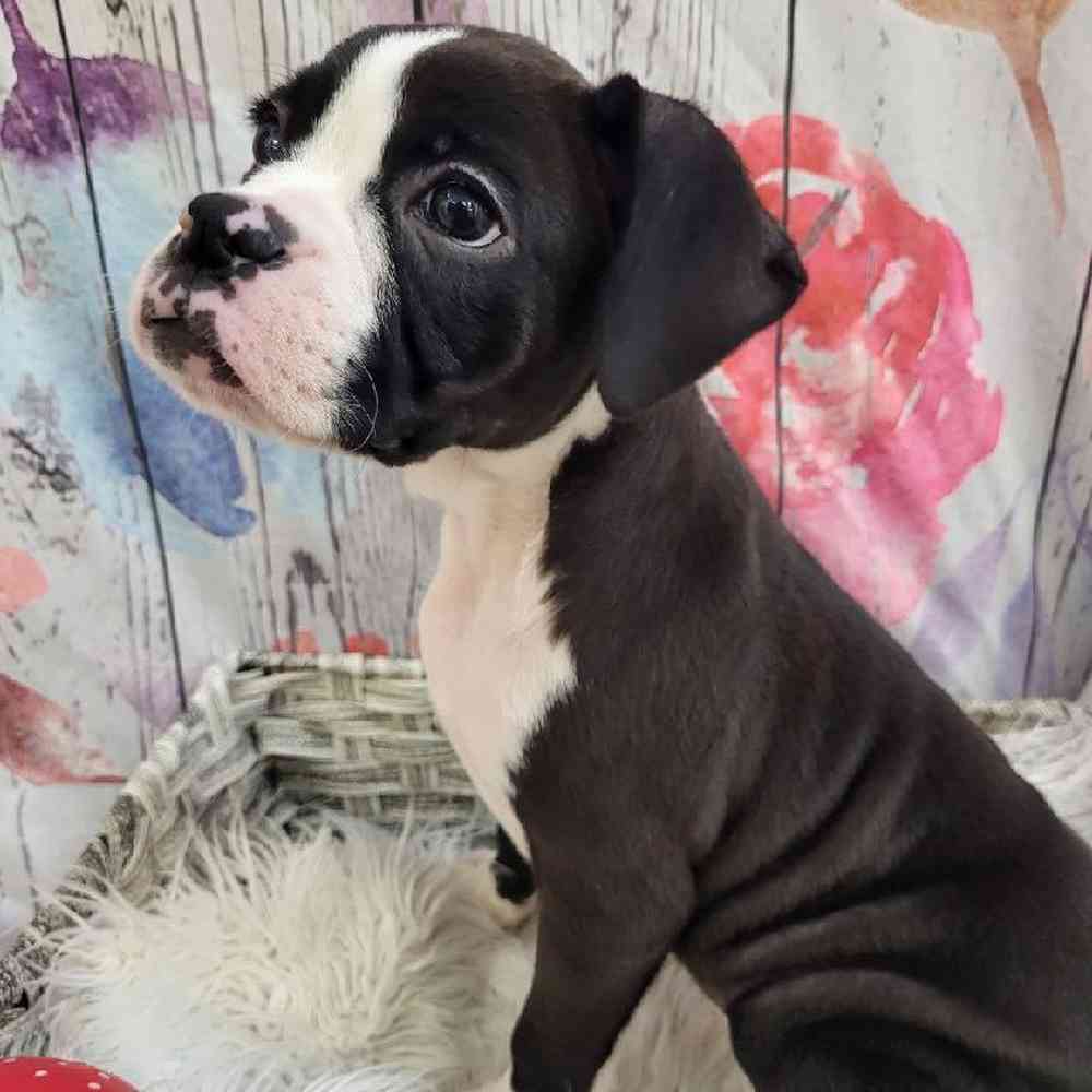 Female Boxer Puppy for Sale in Monroeville, PA