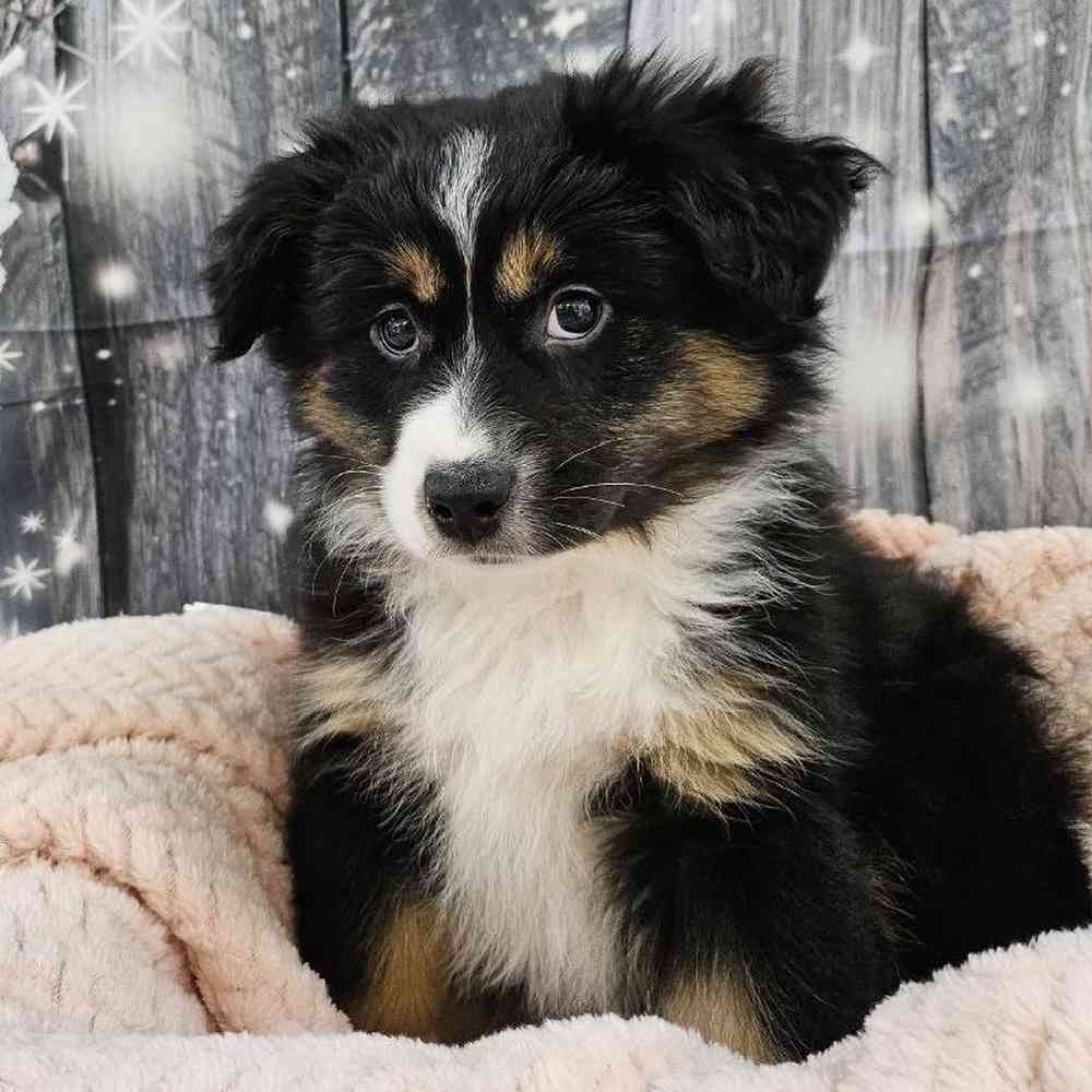 Female Miniature American Shepherd Puppy for Sale in Monroeville, PA