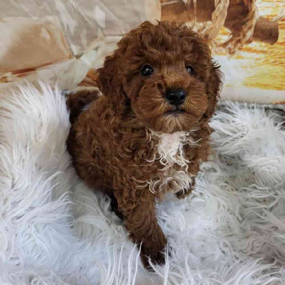 Male Mini Goldendoodle 2nd Gen. Puppy for Sale in Monroeville, PA