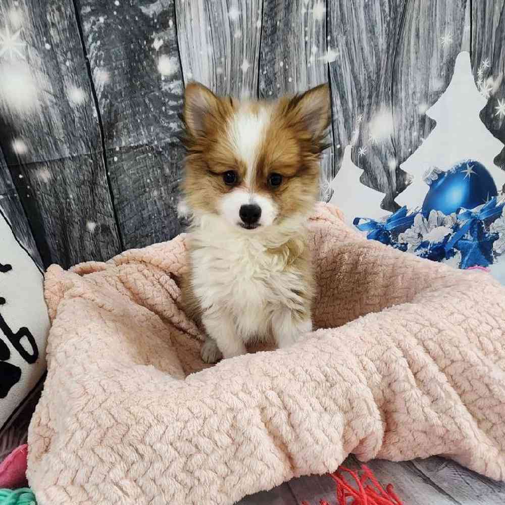 Female Pomeranian Puppy for Sale in Monroeville, PA