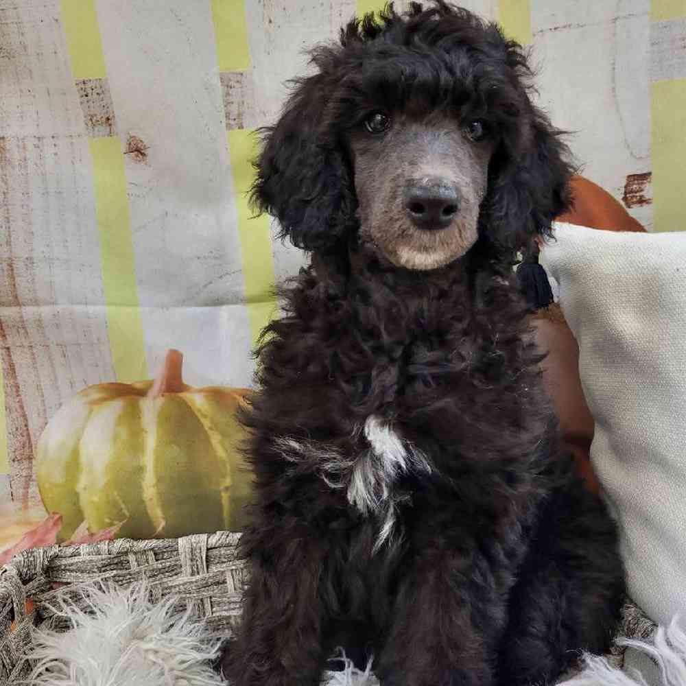 Female Standard Poodle Puppy for Sale in Monroeville, PA