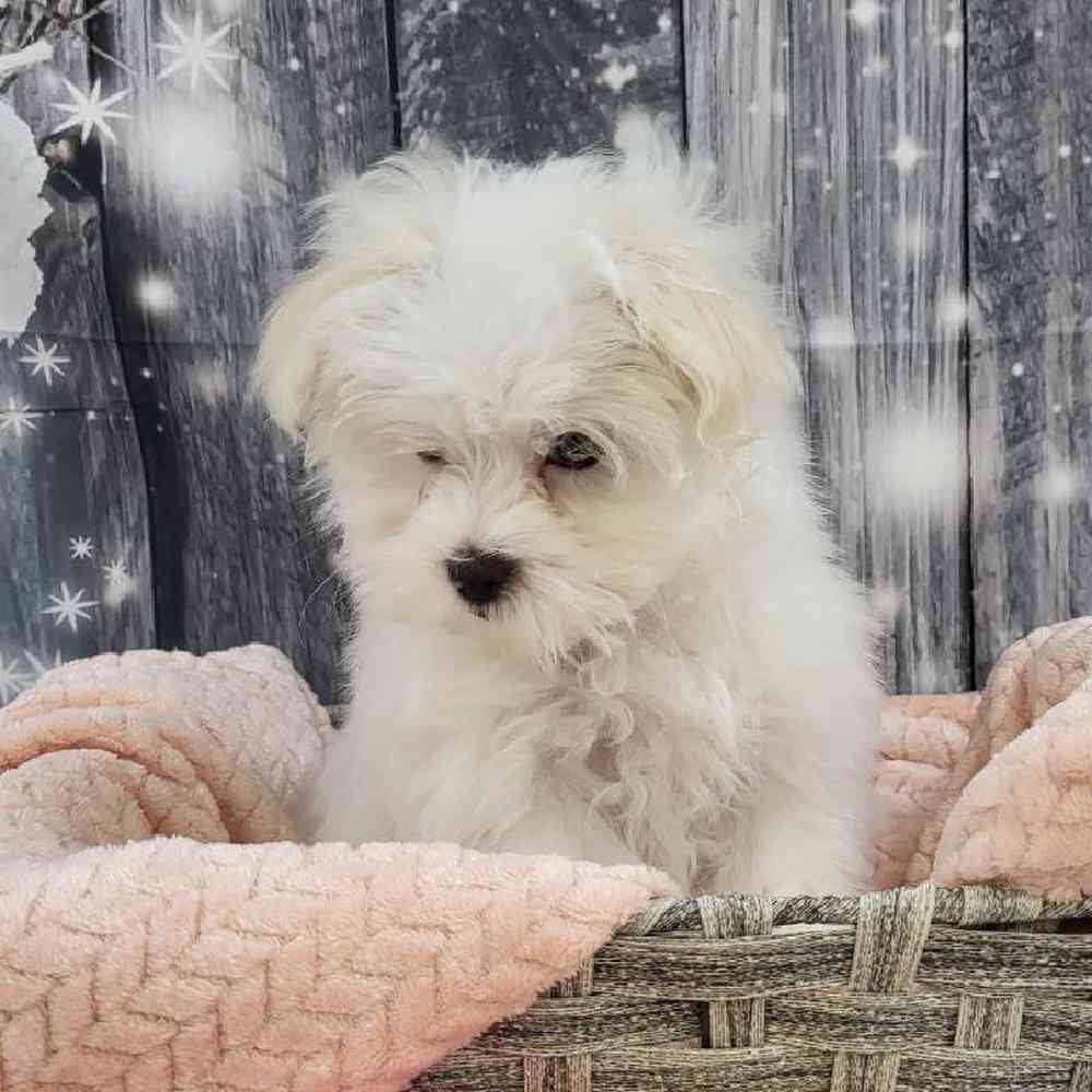 Female Maltese Puppy for Sale in Monroeville, PA